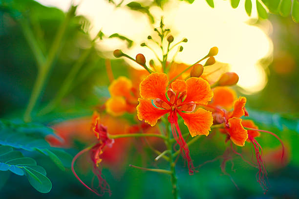 Fresh and Colorful flowers with lush green background.