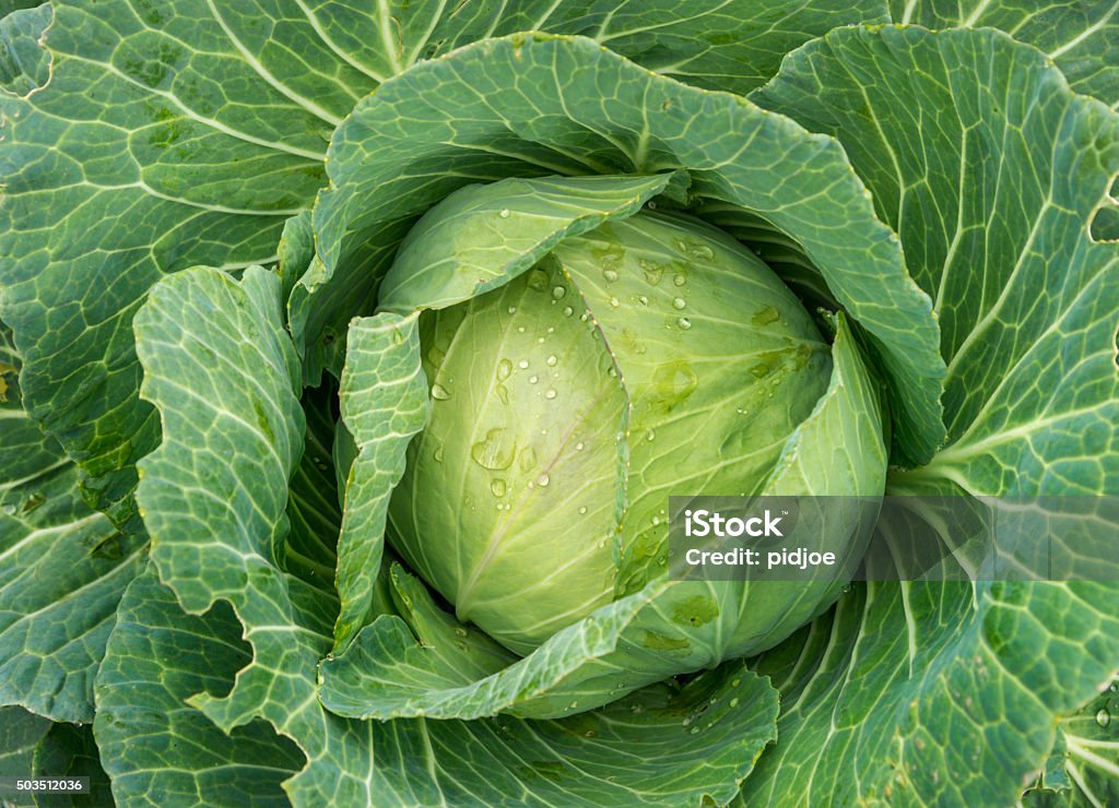 organic cabbage farm fresh cabbage detail with dewdrops Cabbage Stock Photo