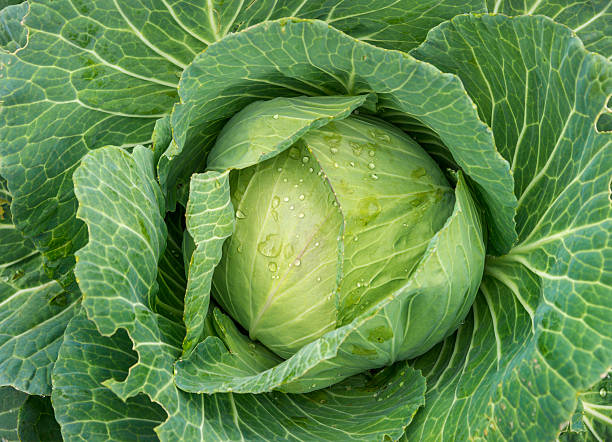 organic cabbage farm fresh cabbage detail with dewdrops cabbage stock pictures, royalty-free photos & images