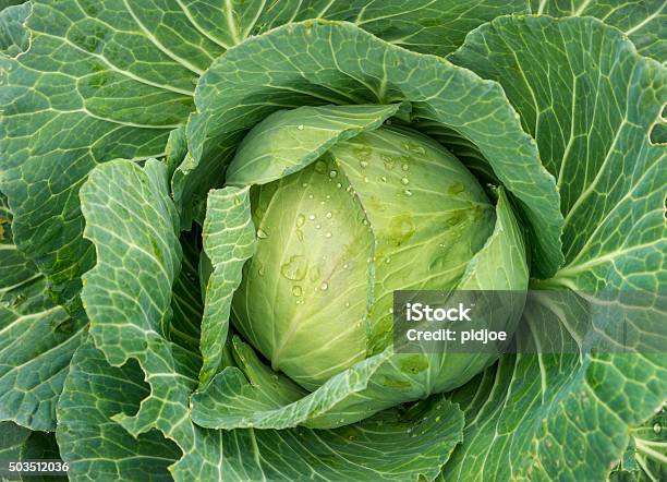 Organic Cabbage Stock Photo - Download Image Now - Cabbage, Vegetable, Brassica