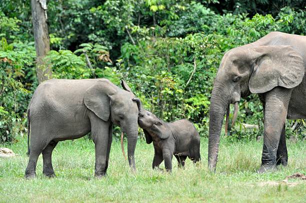 istock The elephant family 503512538