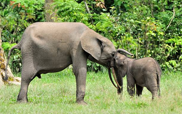 istock The elephant calf with elephant cow 503512592