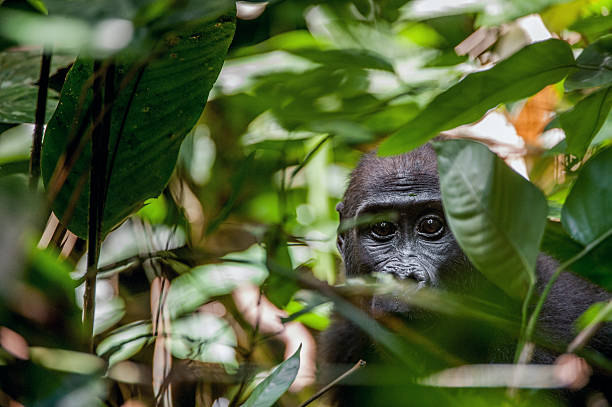 Lowland gorilla in jungle Congo. Lowland gorilla in jungle Congo. Portrait of a western lowland gorilla (Gorilla gorilla gorilla) close up at a short distance. Young gorilla in a native habitat. Jungle of the Central African Republic gabon stock pictures, royalty-free photos & images