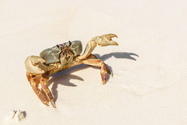 istock Crab at Tachai Island 503515934
