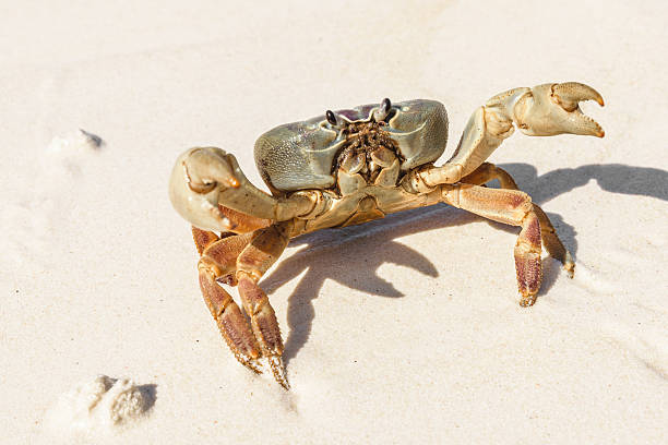 istock Crab at Tachai Island 503516058