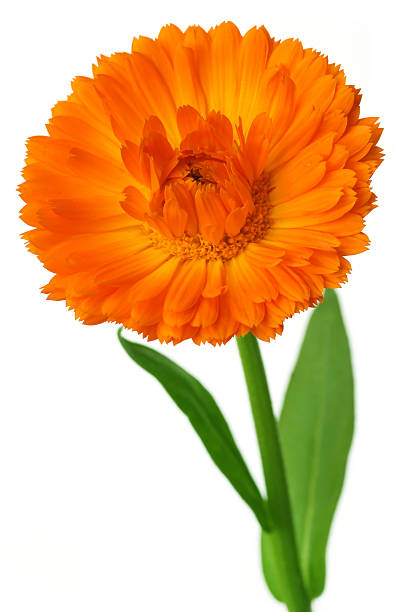 istock Closeup of calendula 503516150