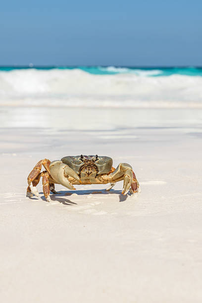 istock Crab at Tachai Island 503516178