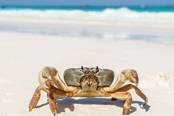 istock Crab at Tachai Island 503516260