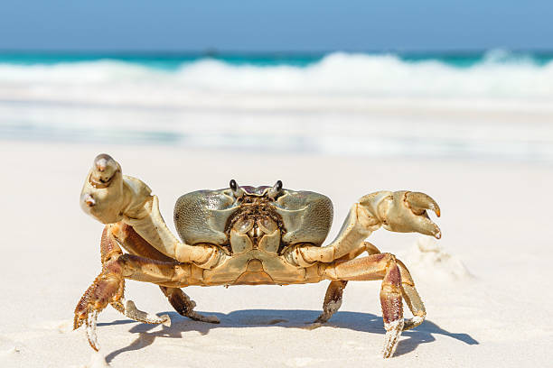 istock Crab at Tachai Island 503516378