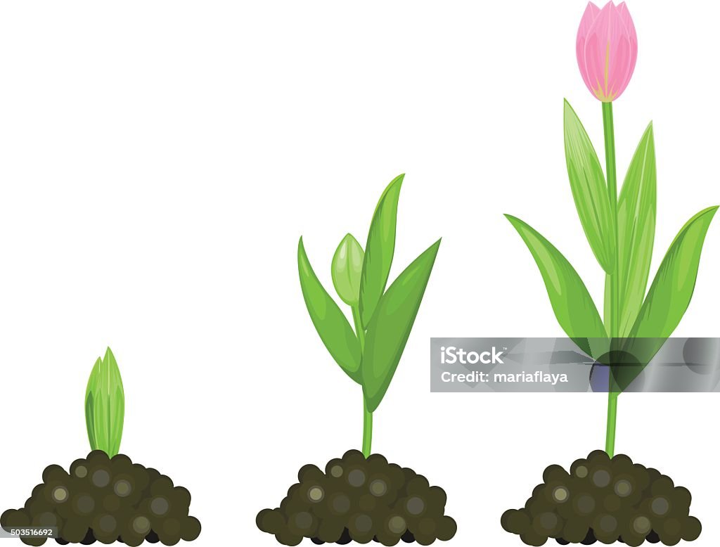 Tulip growth stage Asexual Reproduction stock vector