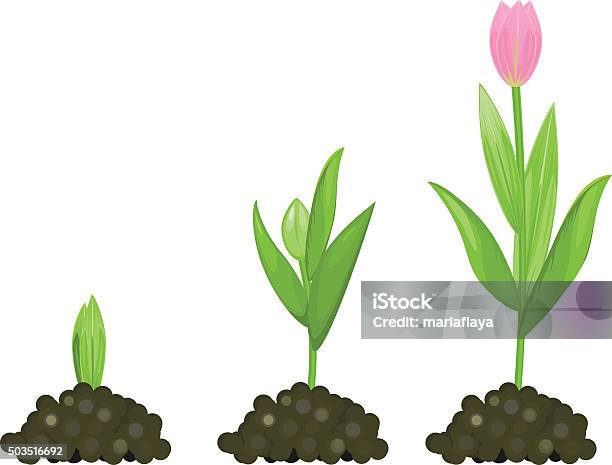 Tulip Growth Stage Stock Illustration - Download Image Now - Asexual Reproduction, Biology, Botany