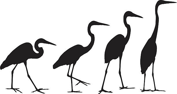 ilustraciones, imágenes clip art, dibujos animados e iconos de stock de siluetas de grúa - heron