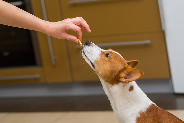 istock Cute basenji dog thinks about eating cookie 503518626