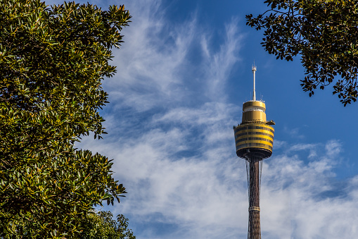 Sydney tower view from park