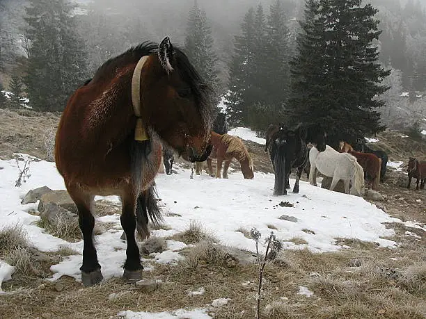 Horses live free on the mountain Velebit (Croatia). 