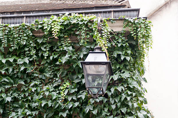 istock View of a typical French architecture 503520060
