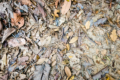 Brown dry leaves on the ground.