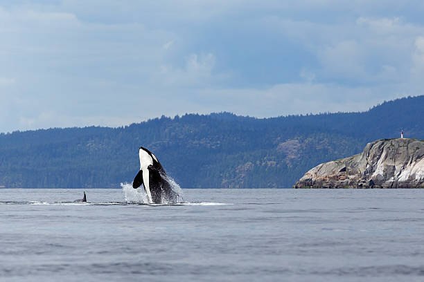 Orca Breaching orca or killer whale at sea near Canada animals breaching photos stock pictures, royalty-free photos & images