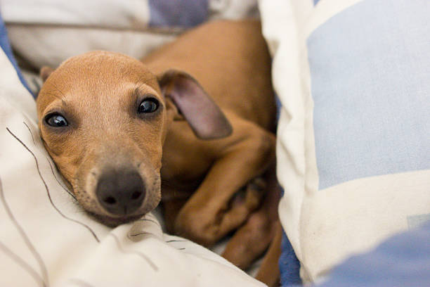 istock Italian greyhound relaxing 503522559