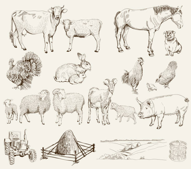 ilustraciones, imágenes clip art, dibujos animados e iconos de stock de animales de granja - conejo animal