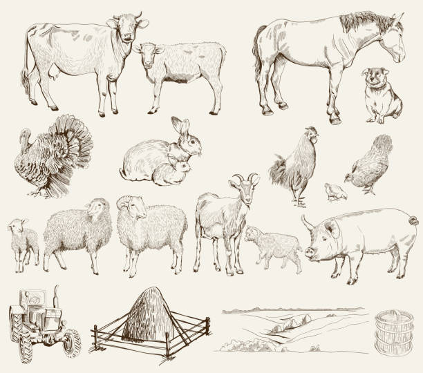 farm animals farm animals. set of vector sketches on a white background cow clipart stock illustrations