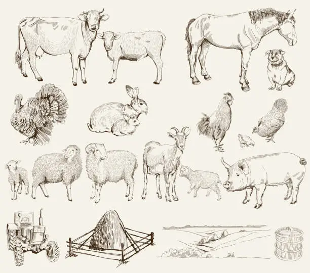 Vector illustration of farm animals