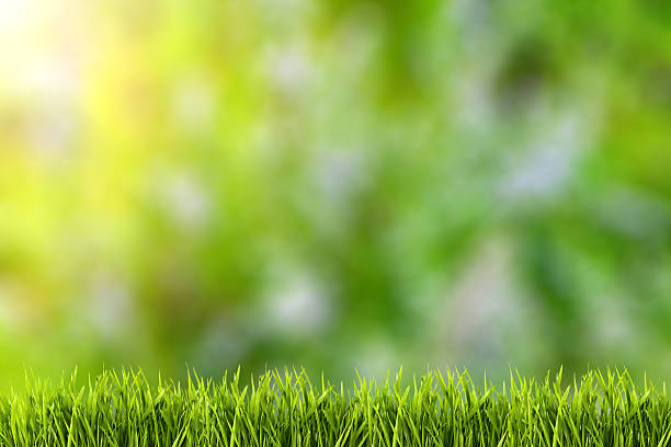 istock Abstract natural backgrounds on green grass. 503523805