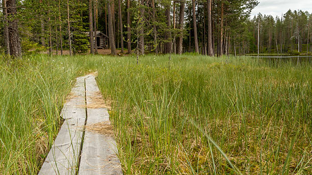 Bog in northern Finland stock photo