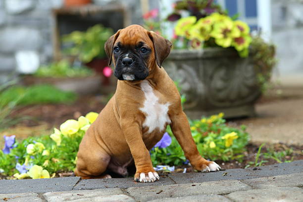 istock Boxer Puppy Sitting on Stone Path 503524289