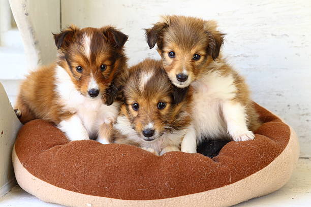 istock Three little Shetland Sheepdog puppies 503524293