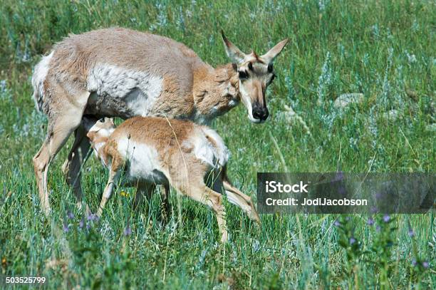 Mãe Veado Alimentam O Seu Bebé Cria De Enho - Fotografias de stock e mais imagens de Alimentar - Alimentar, Animal, Ao Ar Livre