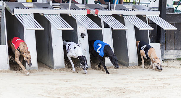 Starting greyhounds on racetrack