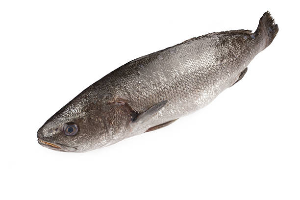 istock Sea Bass 503526969