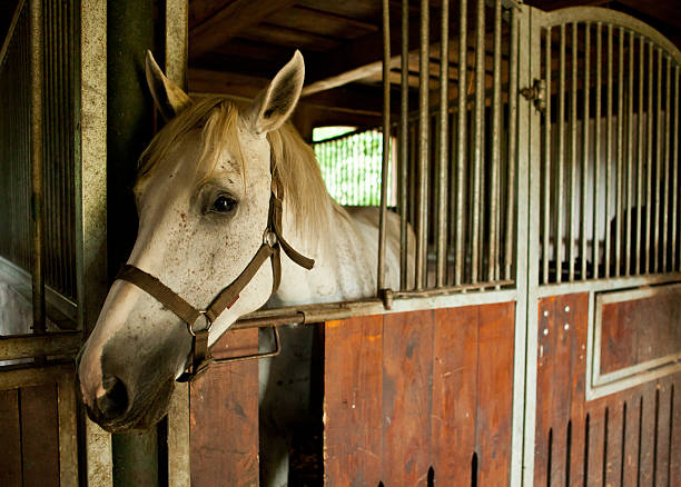 Horse in a stable stock photo