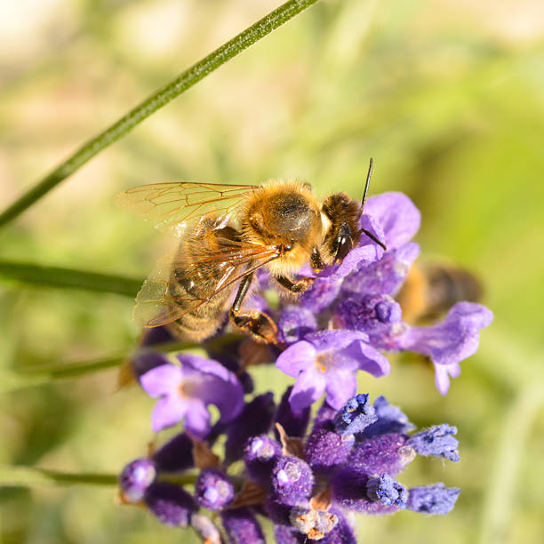 istock Honey Bee feeding on/pollinating a lavender plant. 503528109