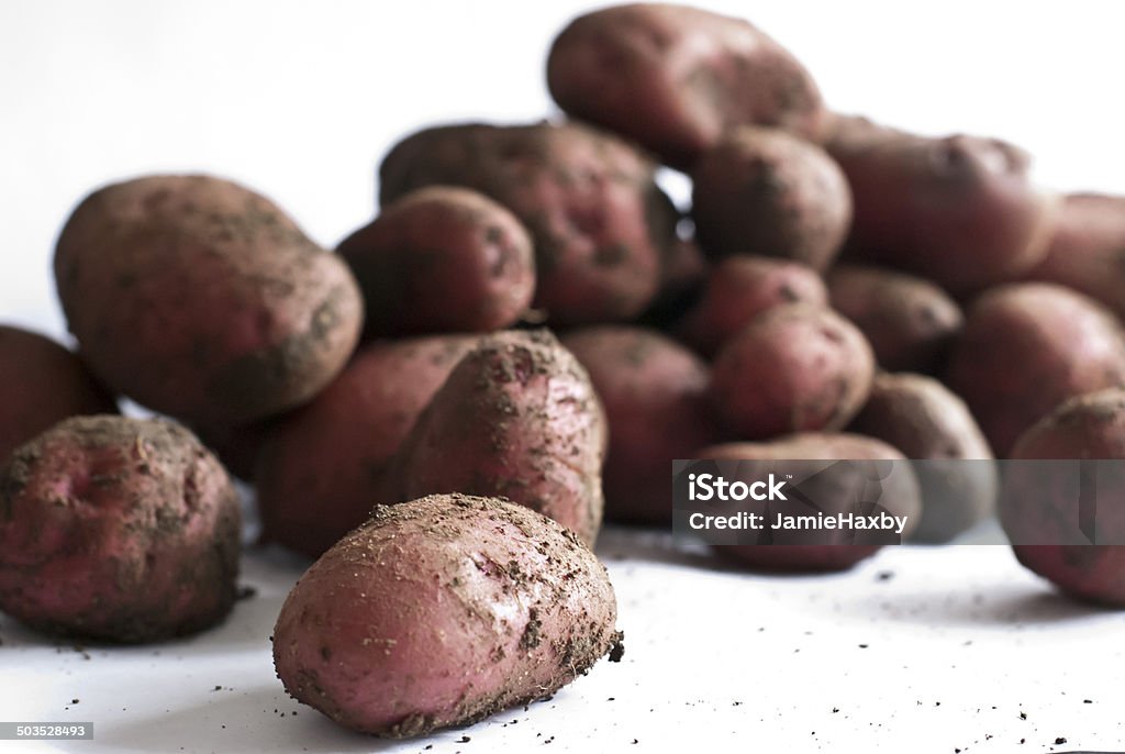 Cultivés de pommes de terre maison - Photo de Pomme de terre rouge libre de droits