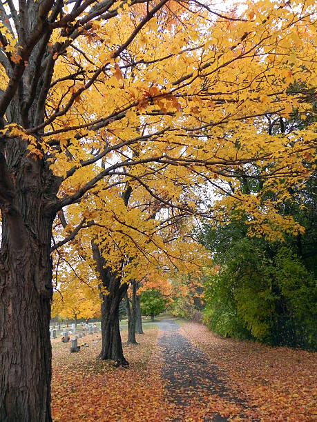 istock Autumn tree-lined drive in Rural Cemetery, Albany N.Y. 503529465