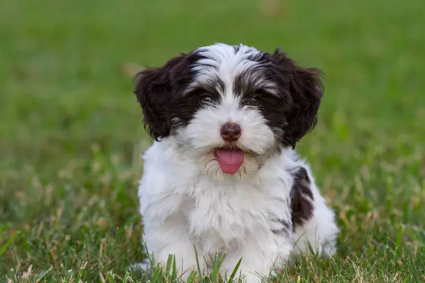 A cute little Havanese puppy.