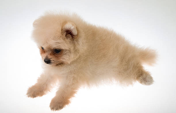 istock Pomeranian spitz puppy 503529995
