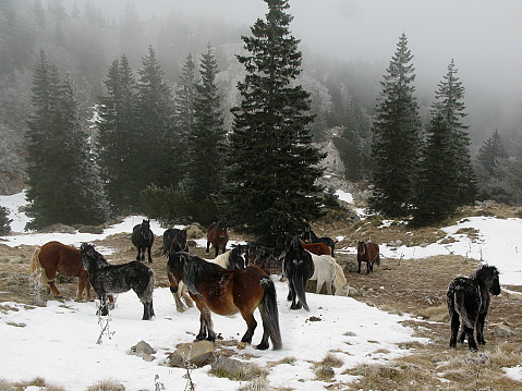 Rebaño de caballos en la montaña photo