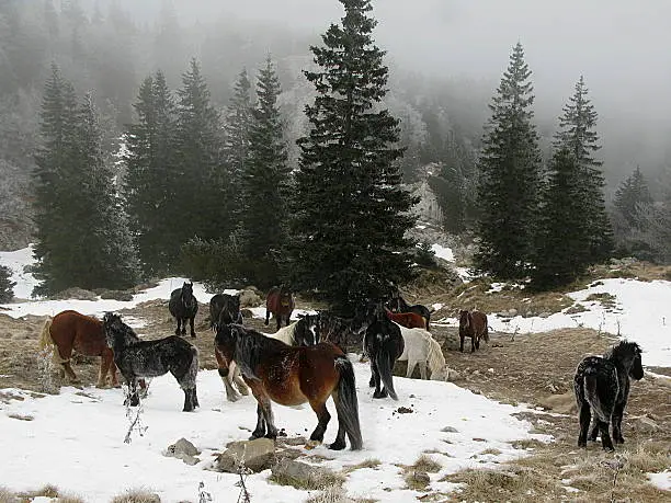Herd of horses on the stormy mountain. They live free on the mountain Velebit (Croatia). 