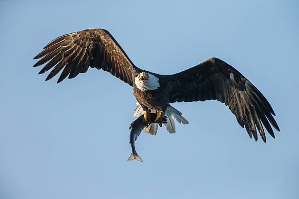 Soon eagle Bald eagle in flight with a sockeye salmon in his claws eye catching stock pictures, royalty-free photos & images