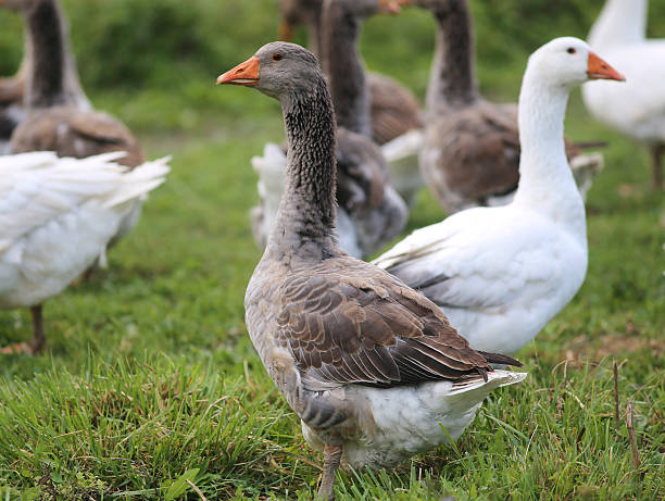 istock Geese graze on rural poultry farm yard 503532726