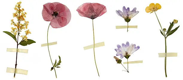 Six dried in a book flowers isolated on white. Among them 2 poppy flowers