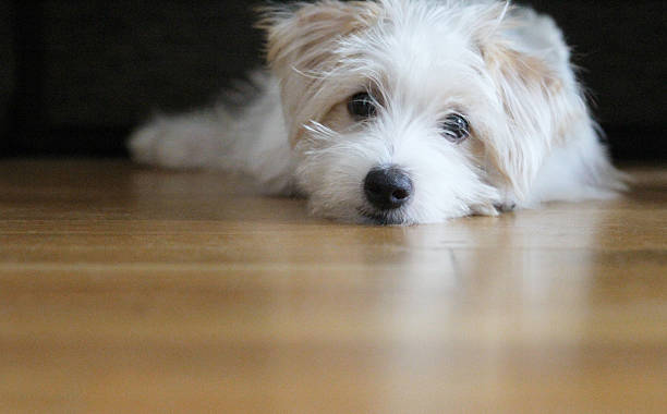 istock Cute Puppy 503534750