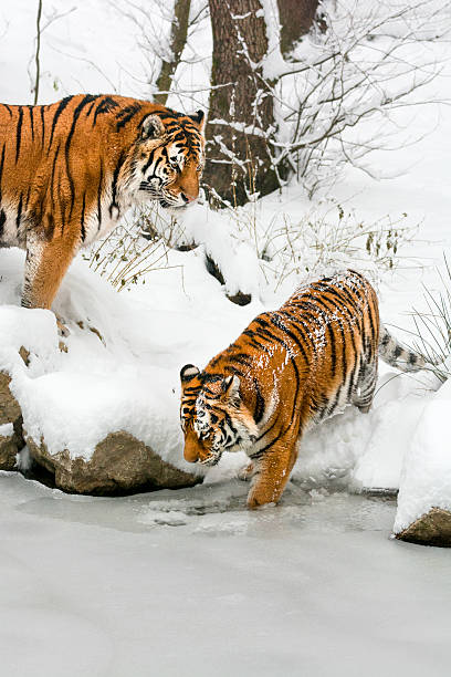 Two tigers on coast of frozen pond at winter day Two tigers on a coast of a frozen pond at the winter day. The Tigers want to cross the pond. One of them is testing the ice while another is standing on a rock and watching. White snow highlights the orange color of their fur. Characteristic patterns and textures of fur are clearly visible. In the background is scarce vegetation and thinned trees. siberian tiger stock pictures, royalty-free photos & images