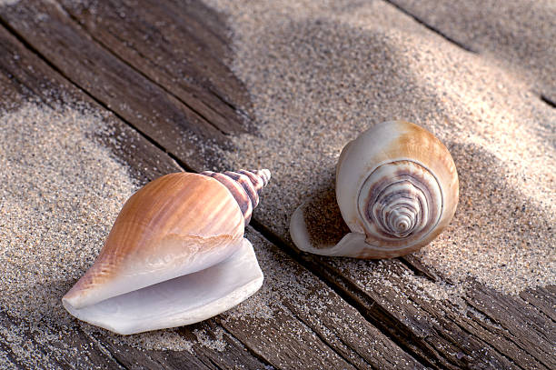 istock Beachlife with seasnails on weathered wood 503535528