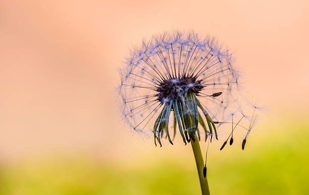 istock Dandelion close up with abstract color in the background 503535546