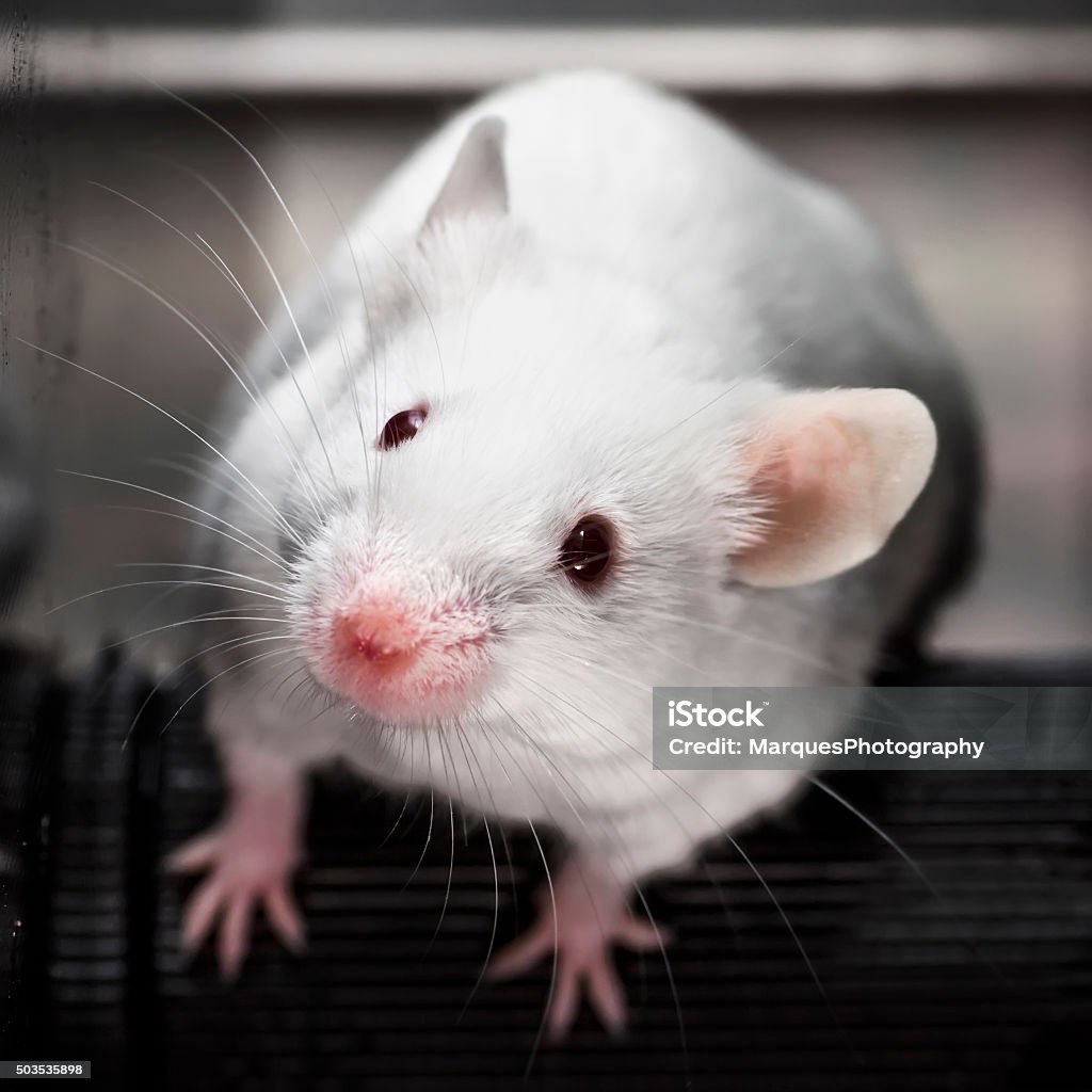 Laboratory mouse in the rotarod performance test Mouse - Animal Stock Photo