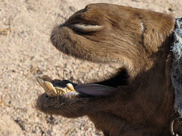 maul eines kamels mit schmutzigen zähnen - mundhygiene zdjęcia i obrazy z banku zdjęć